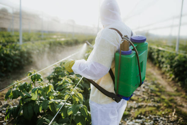 Best Wasp Removal Services  in Wray, CO